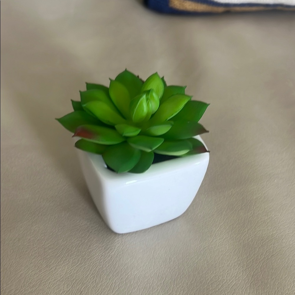 Green Succulent in White Planter